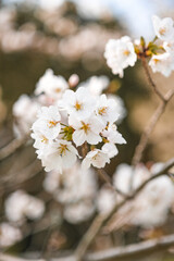 Cherry Blossoms at Shirakimine Plateau, Kyushu