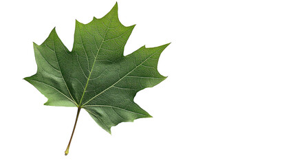 Single green leaf close-up photograph on white background  png