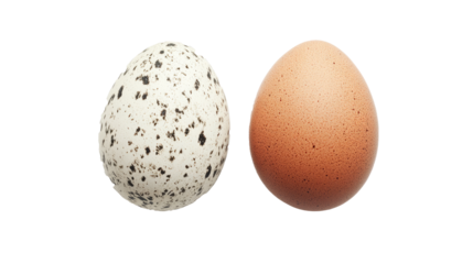 two photos of chicken eggs on white background. png