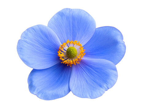 Single Blue Wildflower with Soft Petals and Yellow Center, Front View, Transparent PNG