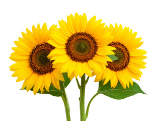 Cluster of Three Sunflowers with Overlapping Heads and Stems, Transparent Background