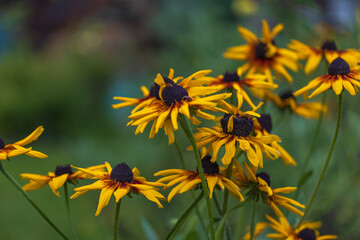 Coneflower - Rudbeckia - beautiful yellow flower in the garden