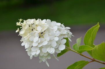  'Hydrangea paniculata' summer blooming branch with cluster of flower and leaves .Closeup milk color conical hydrangea bushy plant .Landscaping concept. Free copy space.