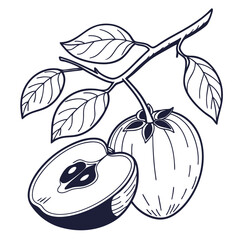 vector illustration of indian persimmon