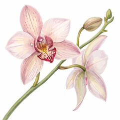 Fototapeta premium Pink Orchid Flower Illustration