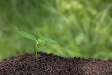 Plant growth evolution from seed to sapling. Young green seedling are growing from the rich soil in sunlight. Business growth, success, development and profit. Ecology and business concept.
