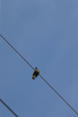 A solitary bird is peacefully perched on a long power line that stretches across the expanse of a clear blue sky above
