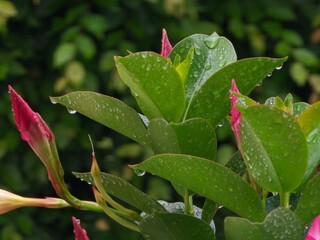 Mandevilla Plant with Pink Buds and Water Droplets in a Lush Green Garden