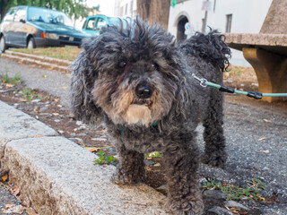 A Shaggy Black Poodle Mix Dog Stands on a Sidewalk with a Leash on a Bright Sunny Day outdoors...