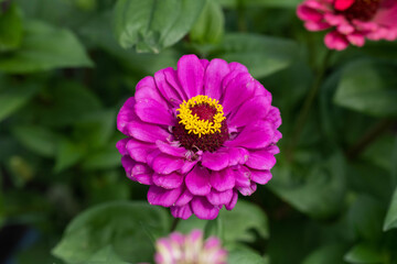 A stunning and vibrant pink flower of zinnia, surrounded by lush green leaves, beautifully...