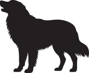 Majestic akbash dog standing proudly as a silhouette