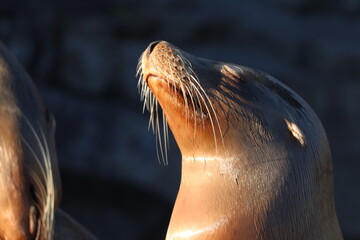Close-up of a California sea lion basking in warm sunlight, eyes closed in peaceful expression....