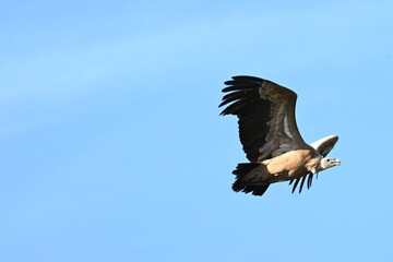 Obraz premium vulture in flight