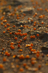 A colorful bunch of orange berries can be seen laying on the ground in the natural setting, creating a striking visual display