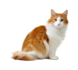 Playful orange and white cat sitting on pet isolated on transparent background, png