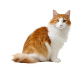 Playful orange and white cat sitting on pet isolated on transparent background, png