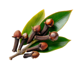 Harvesting cloves aromatic spice tropical gardens botanical isolated on transparent background, png