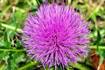 Close up of a Spiny Plumeless Thistle (Carduus acanthoides)