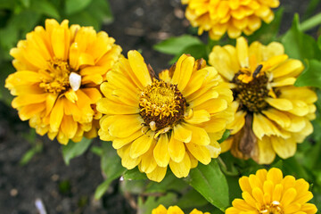 Close-up of a blooming yellow ornamental zinnia flowers in the garden