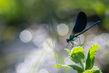 Blue dragonfly or damselfly on a flower in the meadow. Shiny bokeh background
