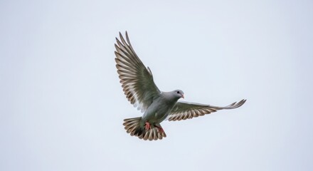 Obraz premium Grey Pigeon In Flight Clear Sky