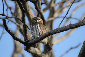 great horned owl