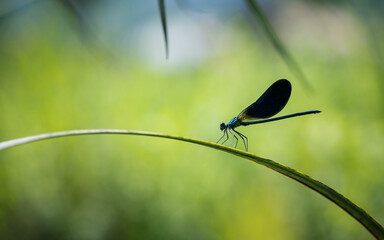 Blue damselfly (Calopteryx splendens) on a flower, isolated on a blurred background
