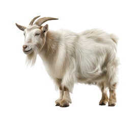 Fototapeta premium Playful goat grazing in nature animal portrait isolated on transparent background, png