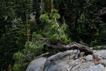Old bent conifer tree from heavy snow load in the High Sierra serve as inspiration for Bonsai Tree...