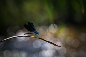 Blue damselfly (Calopteryx splendens) on a flower, isolated on a blurred background
