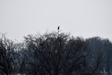 silhouette of a tree in winter