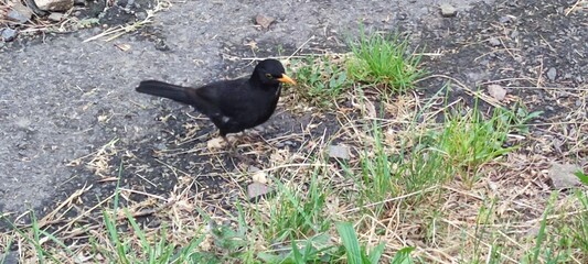 Common Blackbird (Turdus merula) on a Rural Path in Hungary