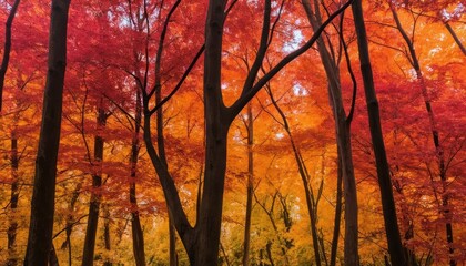Forest Canopy with Red and Orange Autumn Foliage fall