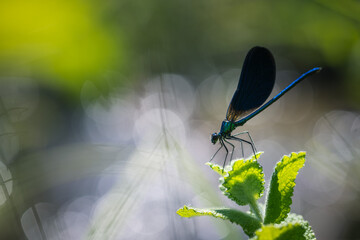 Blue damselfly (Calopteryx splendens) on a flower, isolated on a blurred background
