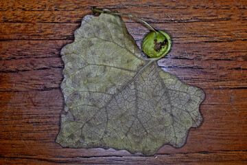 The round growth is a “Petiole Gall” produced by the cottonwood tree protecting itself from...