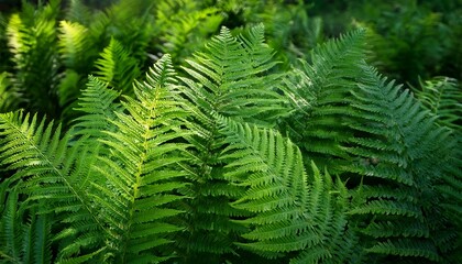 midsummer day background lush green ferns symbol of litha ligo night sacred plant