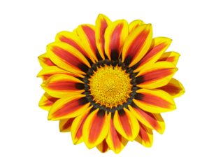 gazania flower or african daisy isolated on transparent background, top view