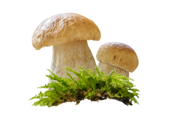 boletus mushroom in moss isolated on transparent background