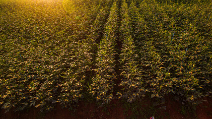 Soft sunbeams filter through the delicate petals of blooming roselle flowers and the vibrant green...