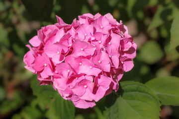 Pink hydrangea in bloom, floral close-up with soft natural background