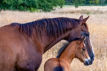 portrait of a horse