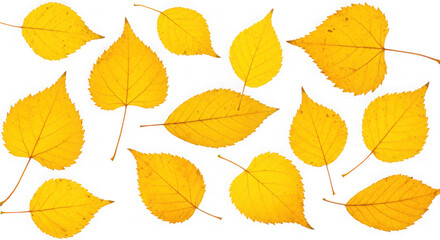 Obraz premium Collection of yellow autumn leaves isolated on transparent background