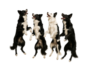 Playful border collies jumping together dog training session isolated on transparent background, png