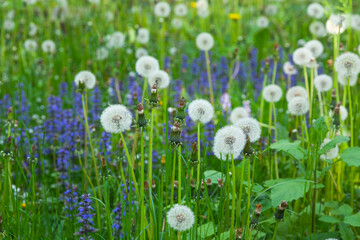Green summer field with growing dandelions.