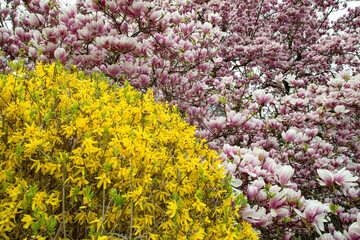 Magnolia soulangeana saucer magnolia bright spring companion forsythia 