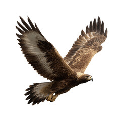 Obraz premium Majestic eagle soaring through the sky nature aerial view isolated on transparent background, png