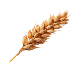 Harvesting wheat grain agricultural fields nature rural landscape isolated on transparent background, png