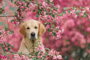 A golden retriever walks outside in the flowers of a pink apple tree. Pet store advertising.Active...