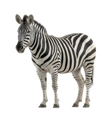 Zebra in animal isolated on transparent background, png