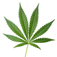 Marijuana leaf isolated on transparent background  
